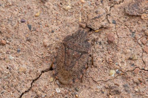 Réf. 316 247 : Sciocoris angularis